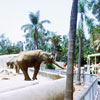 San Diego Zoo, 1960s