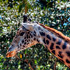 San Diego Zoo August 2012