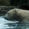 San Diego Zoo, November 2008