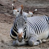 San Diego Zoo, November 2008