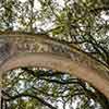 Wormsloe photo, October 2008