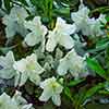 White Azaleas in Savannah