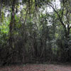 Bonaventure Cemetery October 2008