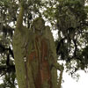 Bonaventure Cemetery October 2008