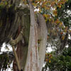 Bonaventure Cemetery October 2008