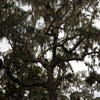 Bonaventure Cemetery October 2008