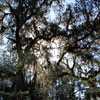 Monument in Bonaventure Cemetery March 2007