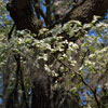 Monument in Bonaventure Cemetery March 2007