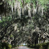 Bonaventure Cemetery in Savannah Georgia October 2009