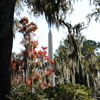 Bonaventure Cemetery in Savannah Georgia October 2009