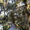 Bonaventure Cemetery in Savannah Georgia October 2009