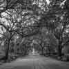 Forsyth Park in Savannah photo, March 2015