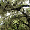 Forsyth Park in Savannah, August 2010