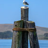 Bodega Bay and Pacific Coast Highway 1 area photo, July 2013