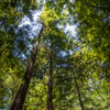 Armstrong Redwoods State Natural Reserve photo, July 2013