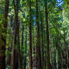 Armstrong Redwoods State Natural Reserve photo, July 2013