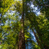 Armstrong Redwoods State Natural Reserve photo, July 2013