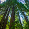 Armstrong Redwoods State Natural Reserve photo, July 2013