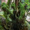 Armstrong Redwoods State Natural Reserve photo, July 2013