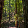 Armstrong Redwoods State Natural Reserve photo, July 2013