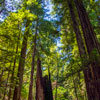 Armstrong Redwoods State Natural Reserve photo, July 2013