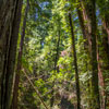 Armstrong Redwoods State Natural Reserve photo, July 2013