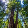 Armstrong Redwoods State Natural Reserve photo, July 2013