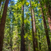 Armstrong Redwoods State Natural Reserve photo, July 2013