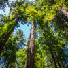 Armstrong Redwoods State Natural Reserve photo, July 2013