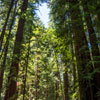 Armstrong Redwoods State Natural Reserve photo, July 2013