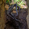 Armstrong Redwoods State Natural Reserve photo, July 2013