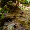 Armstrong Redwoods State Natural Reserve photo, July 2013