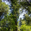 Armstrong Redwoods State Natural Reserve photo, July 2013