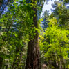 Armstrong Redwoods State Natural Reserve photo, July 2013