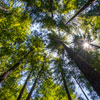 Armstrong Redwoods State Natural Reserve photo, July 2013