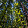 Armstrong Redwoods State Natural Reserve photo, July 2013