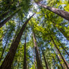 Armstrong Redwoods State Natural Reserve photo, July 2013