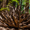 Armstrong Redwoods State Natural Reserve photo, July 2013