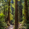 Armstrong Redwoods State Natural Reserve photo, July 2013