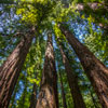 Armstrong Redwoods State Natural Reserve photo, July 2013