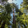 Armstrong Redwoods State Natural Reserve photo, July 2013