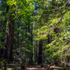 Armstrong Redwoods State Natural Reserve photo, July 2013