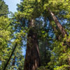 Armstrong Redwoods State Natural Reserve photo, July 2013