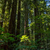 Armstrong Redwoods State Natural Reserve photo, July 2013