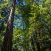 Armstrong Redwoods State Natural Reserve photo, July 2013