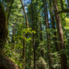 Armstrong Redwoods State Natural Reserve photo, July 2013