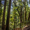 Armstrong Redwoods State Natural Reserve photo, July 2013