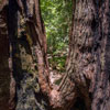 Armstrong Redwoods State Natural Reserve photo, July 2013