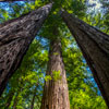 Armstrong Redwoods State Natural Reserve photo, July 2013