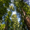 Armstrong Redwoods State Natural Reserve photo, July 2013